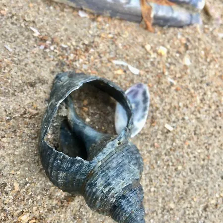 Mar Y Luz קוקסיידה